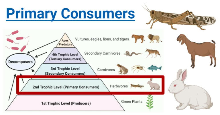 Primary Consumers: Definition, Food Chain, Examples, Roles