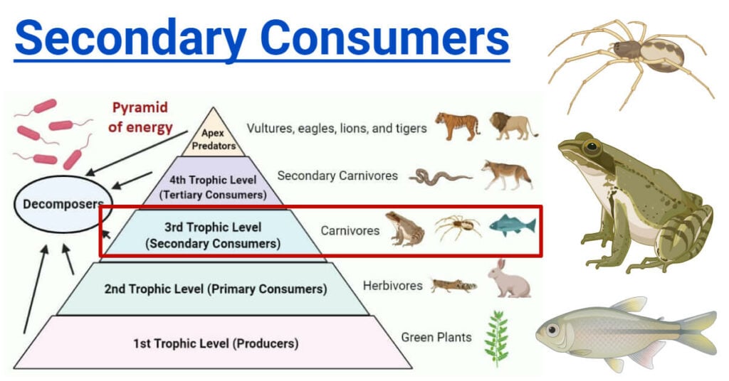 Secondary Consumers: Types, Food Chain, Examples, Roles