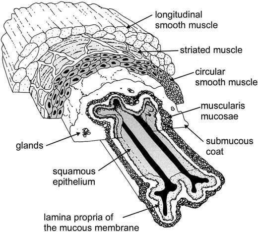 Structure of Mucous Membrane