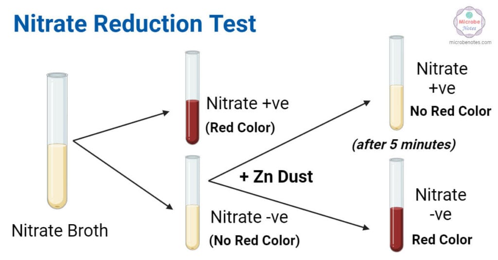 Nitrate Reduction Test Principle, Procedure, Types, Results, Uses