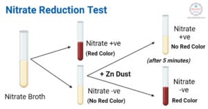 Nitrate Reduction Test