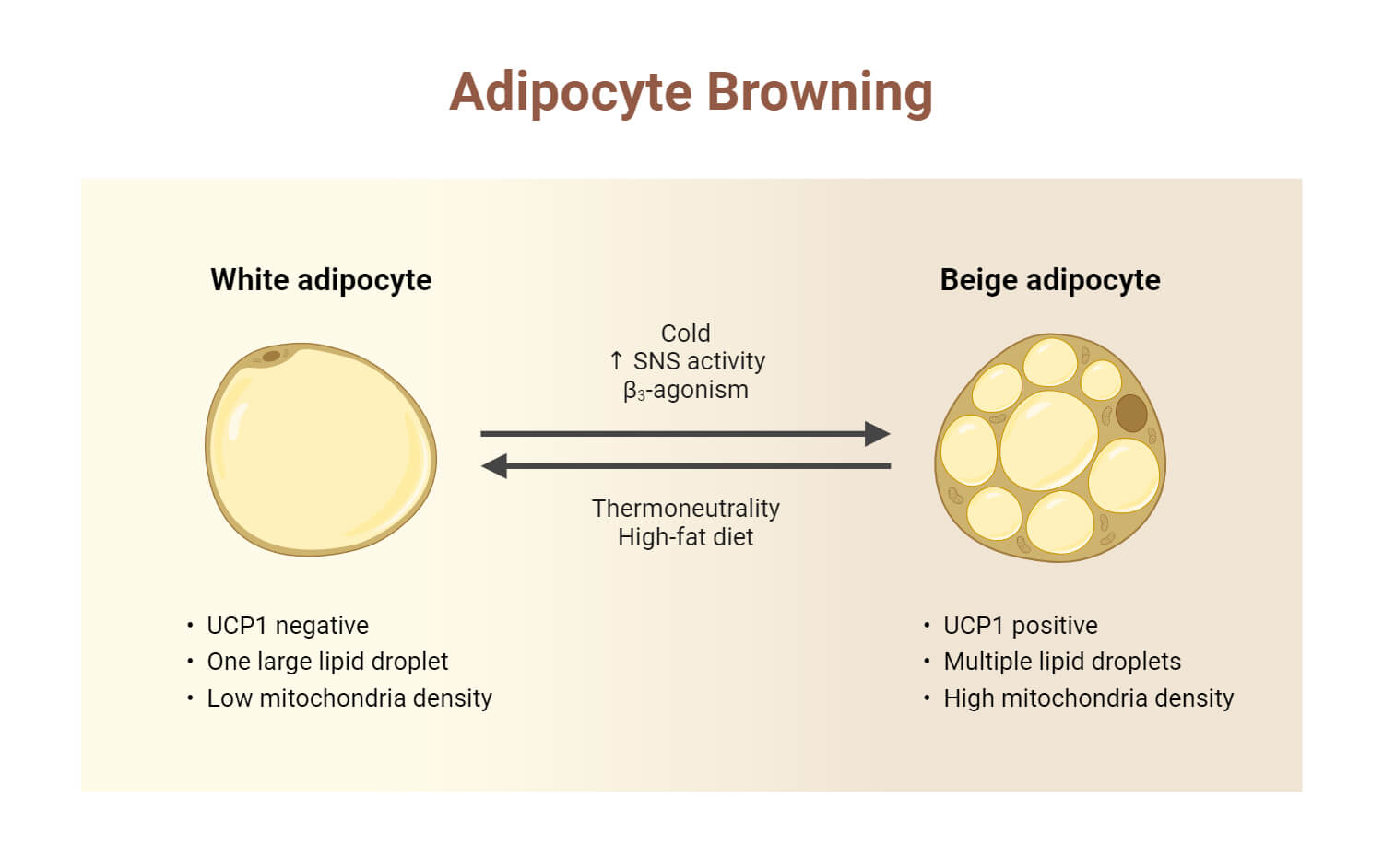 Adipocyte Browning