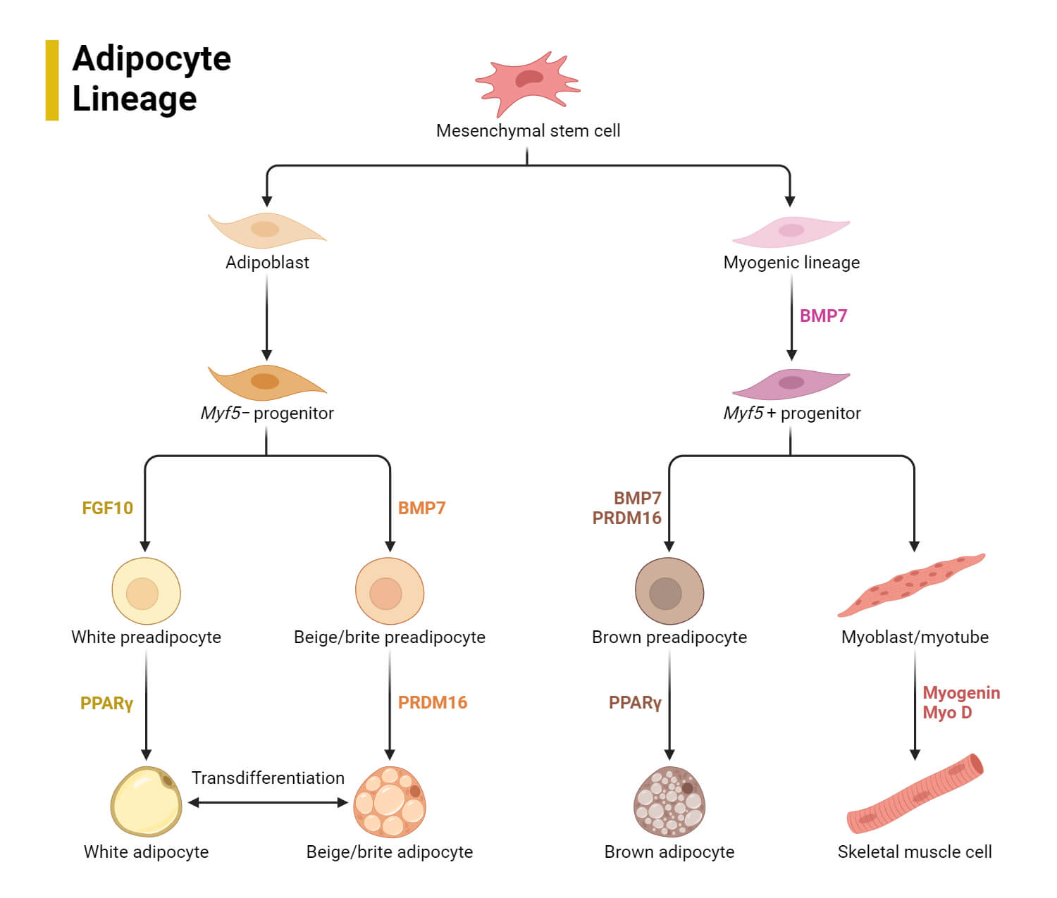 Adipocyte Lineage