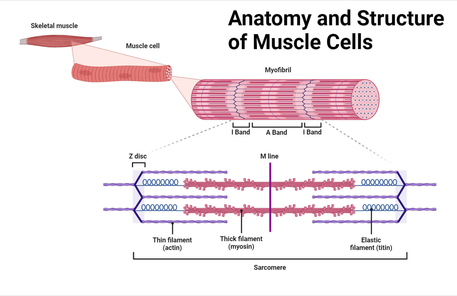 Anatomy and Structure of Muscle Cells