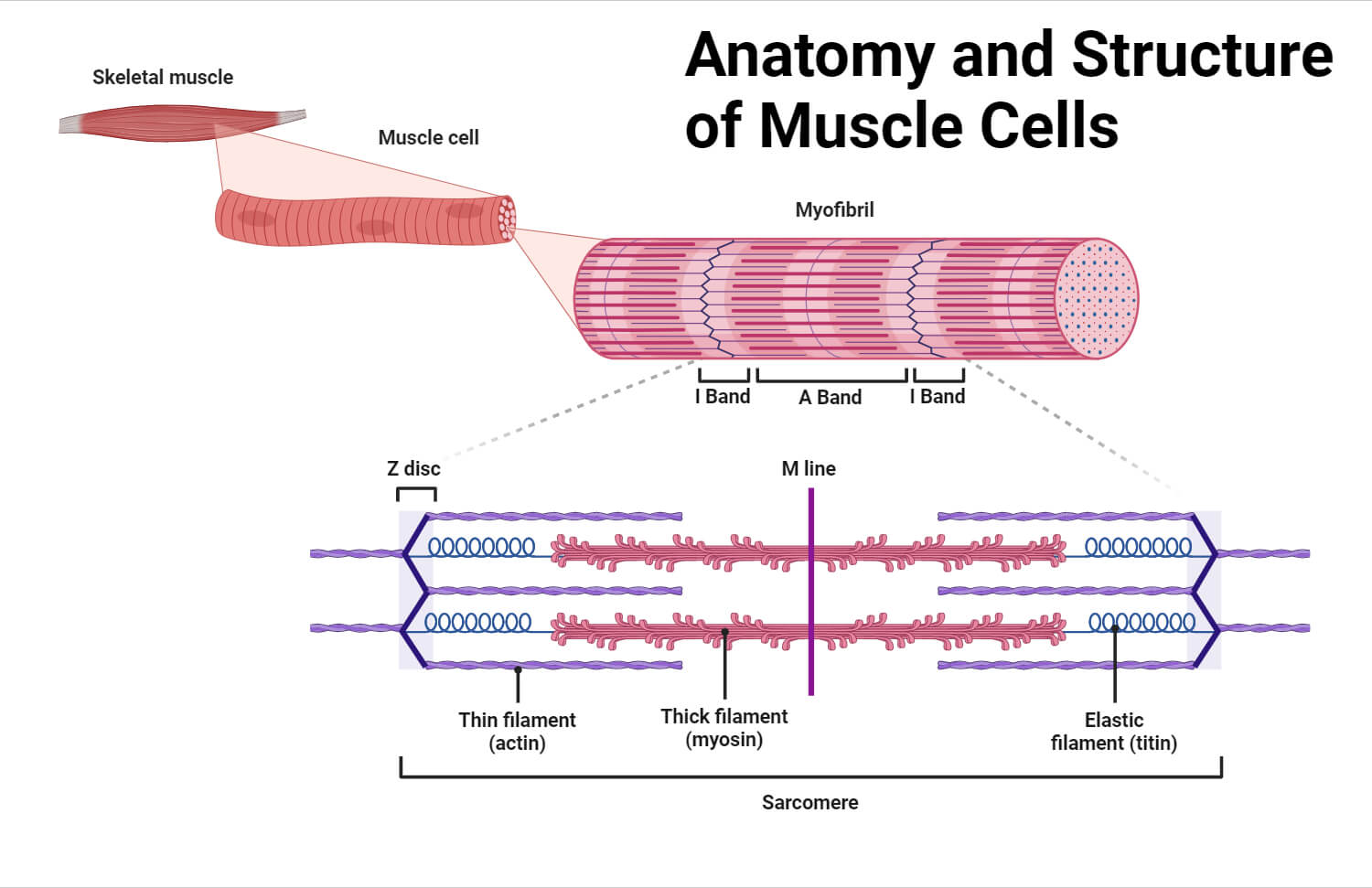 Muscle Cell Diagram Labeled Muscle Cell Diagram Labeled