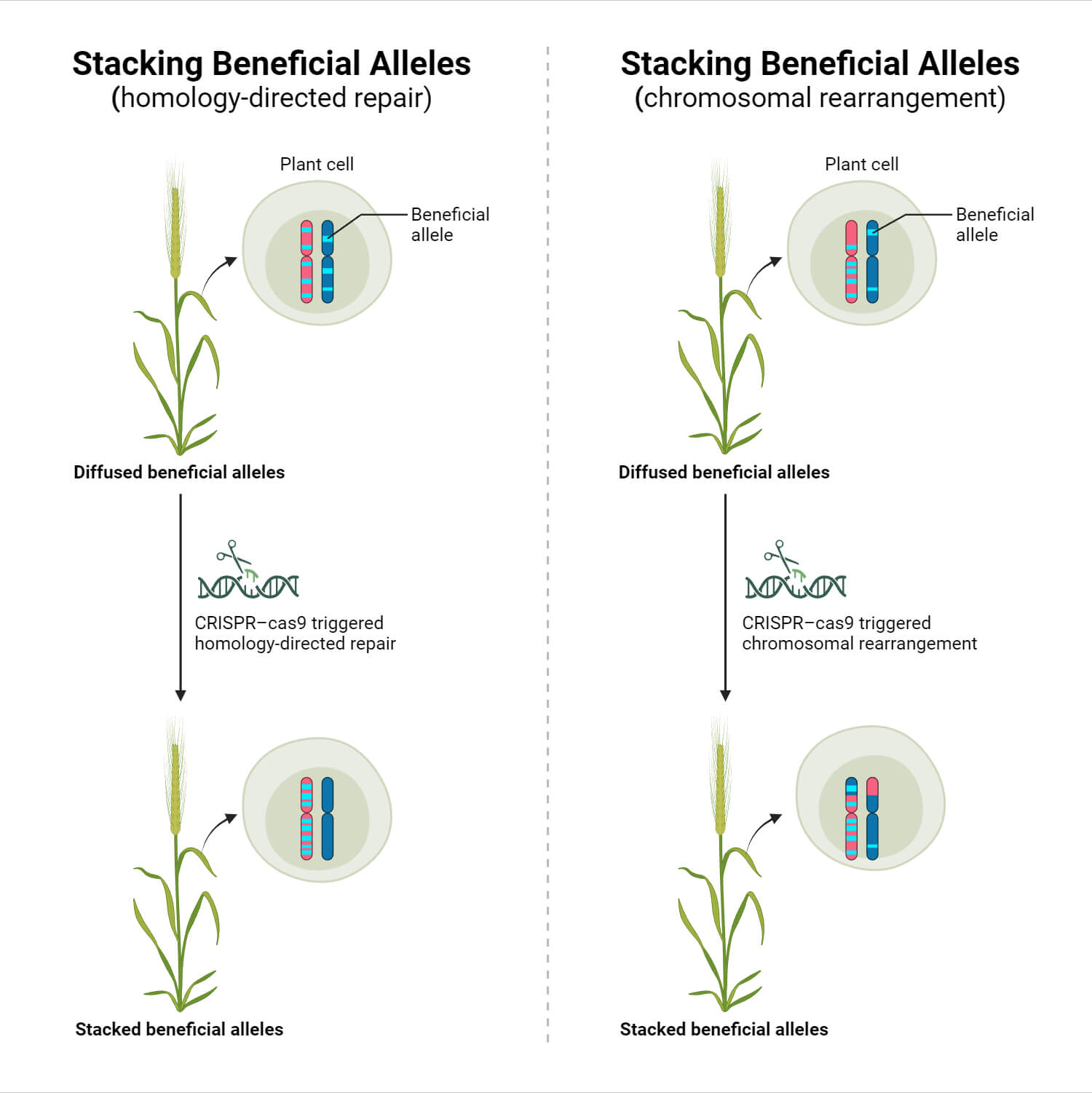 Applications of CRISPR–Cas9 in Breeding Technologies_ Stacking Beneficial Alleles