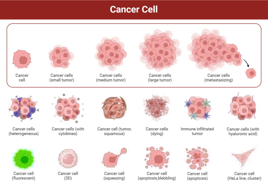 Which Of The Following Are Characteristics Of Cancer Cells Cancer Cells: Definition, Morphology, Types, Development