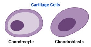Cartilage Cells