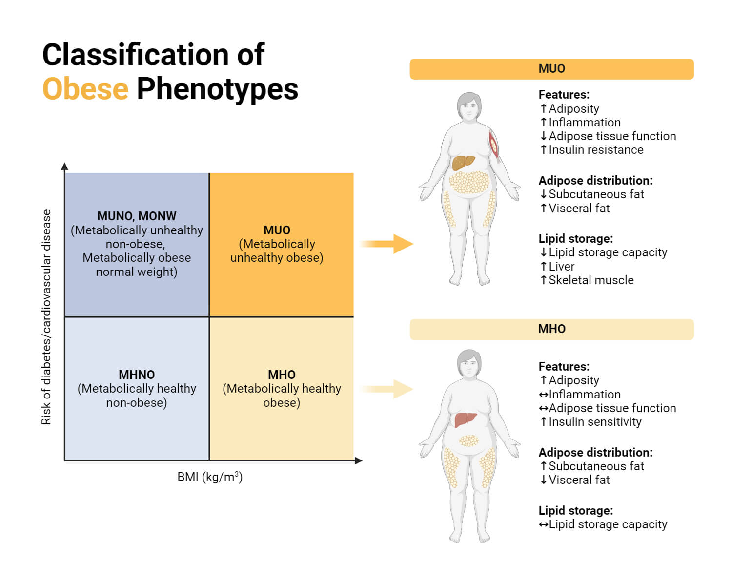 Classification of Obese Phenotypes