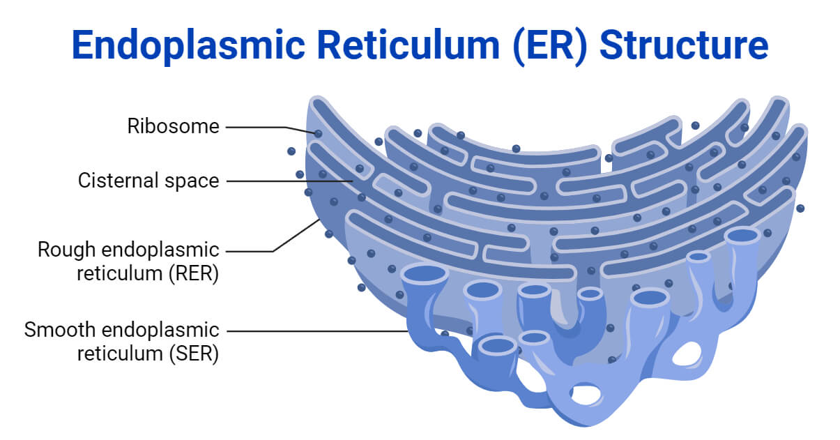 SOLVED: Nucleus 2 Endoplasmic Reticulum Golgi complex