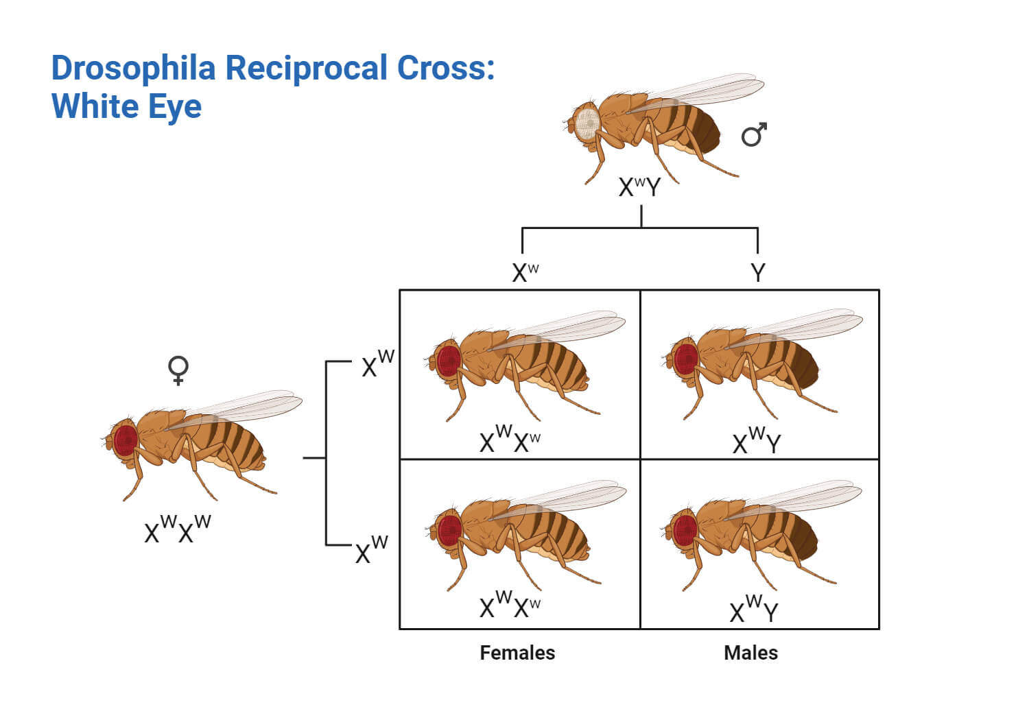 Drosophila Eye Reciprocal Cross
