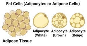 Fat Cells (Adipocytes or Adipose Cells)