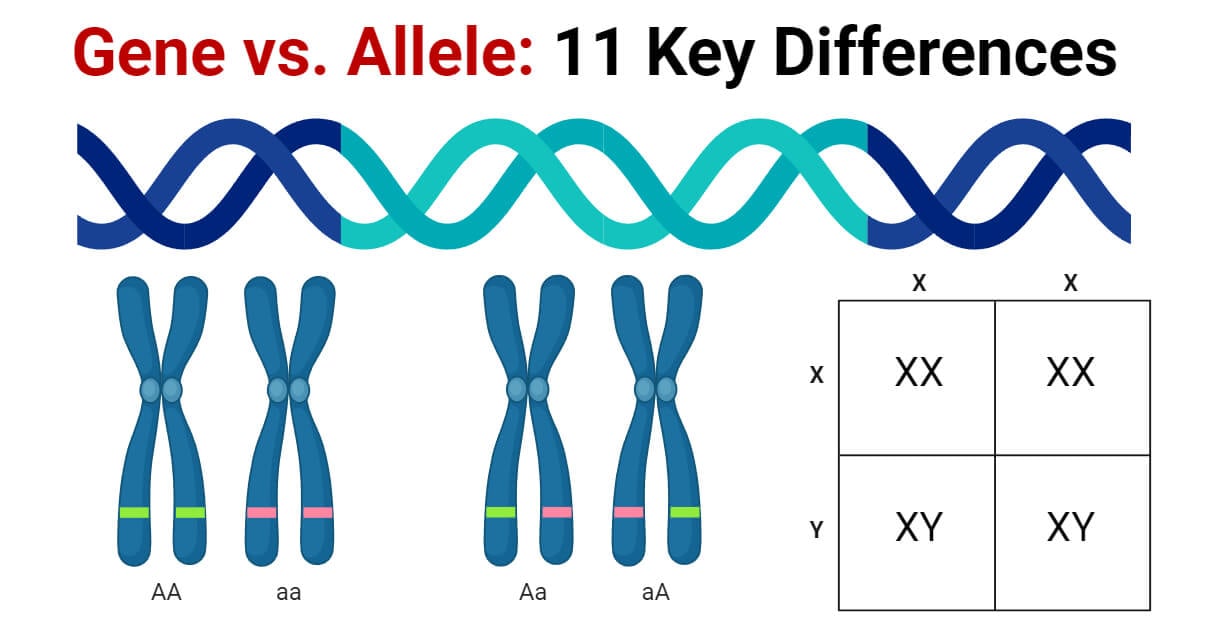 Gene vs. Allele