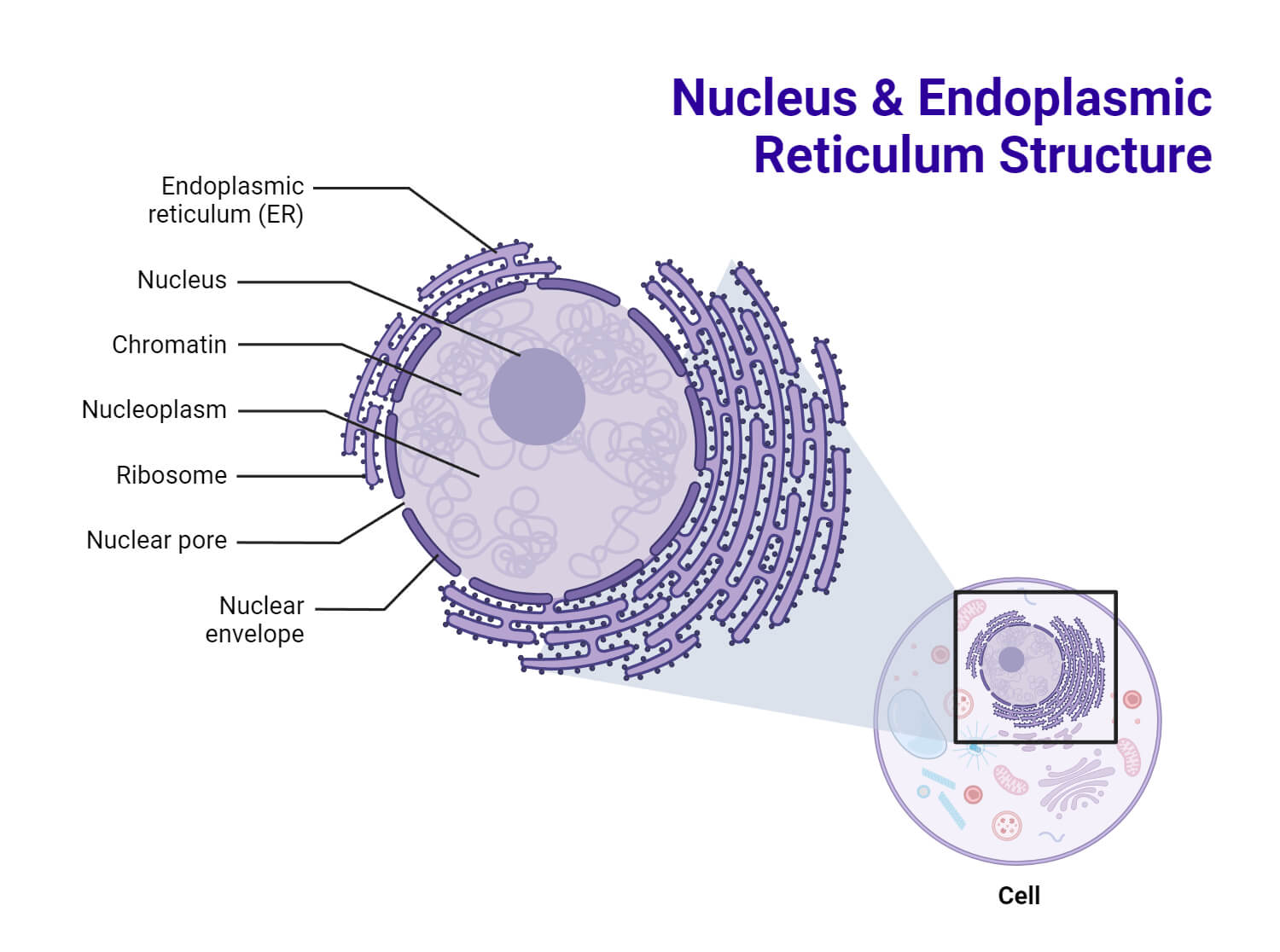 Rough Endoplasmic Reticulum Stock Vector Illustration and Royalty Free  Rough Endoplasmic Reticulum Clipart