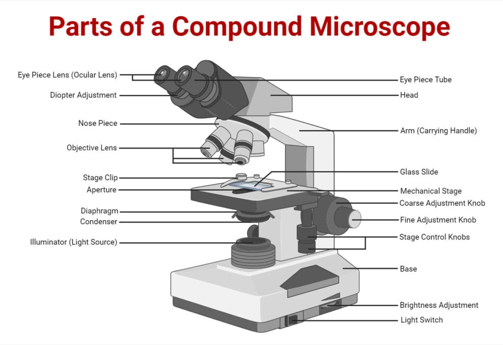 Compound Microscope: Principle, Parts, Uses, Diagram