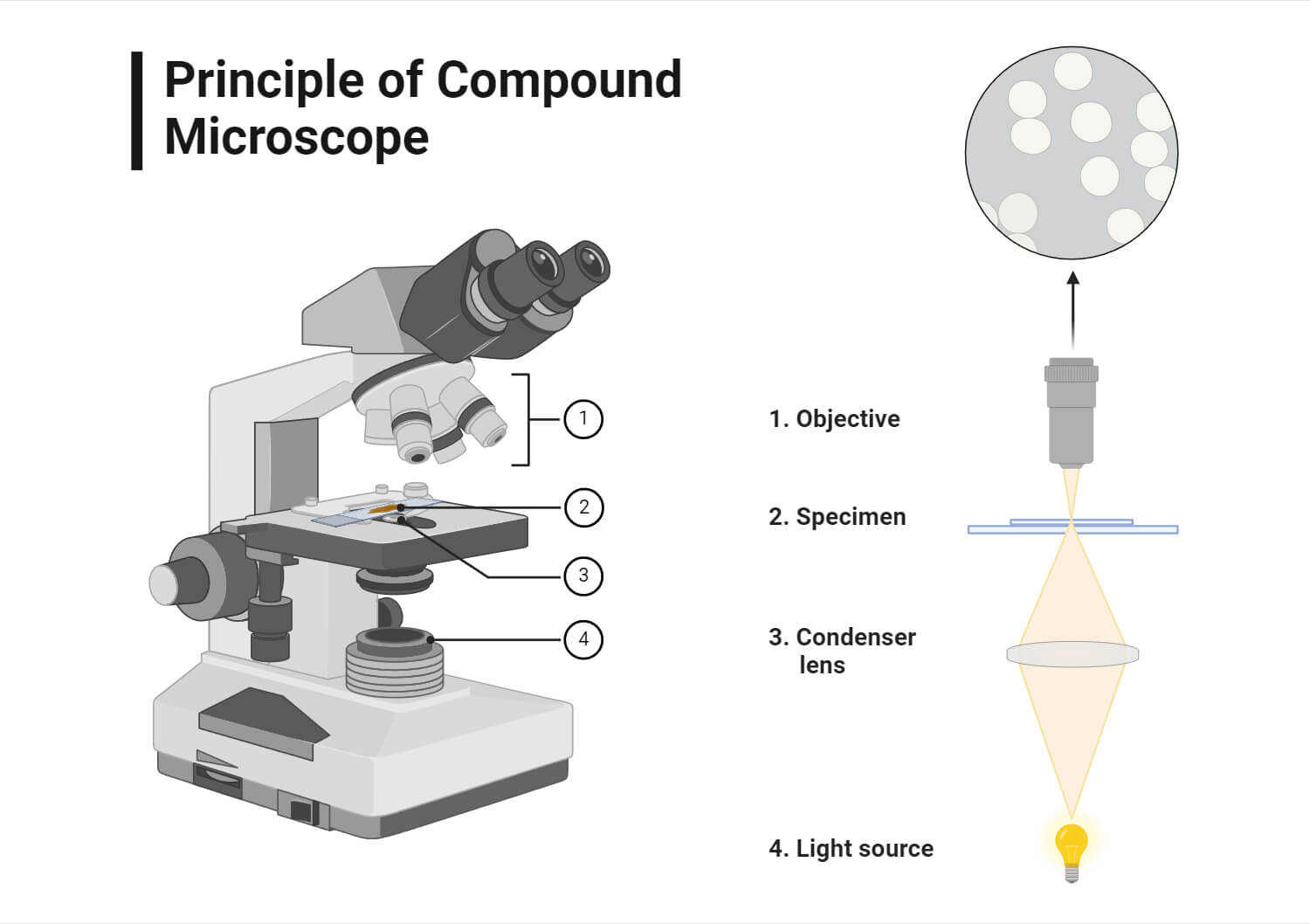 Principle of a Compound Microscope