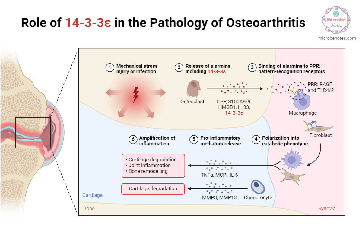 Role of 14-3-3ε in the Pathology of Osteoarthritis