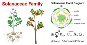 Solanaceae Family (Night Shade or Potato Family)