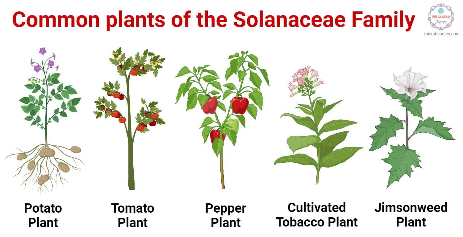 Some common plants of the Solanaceae Family