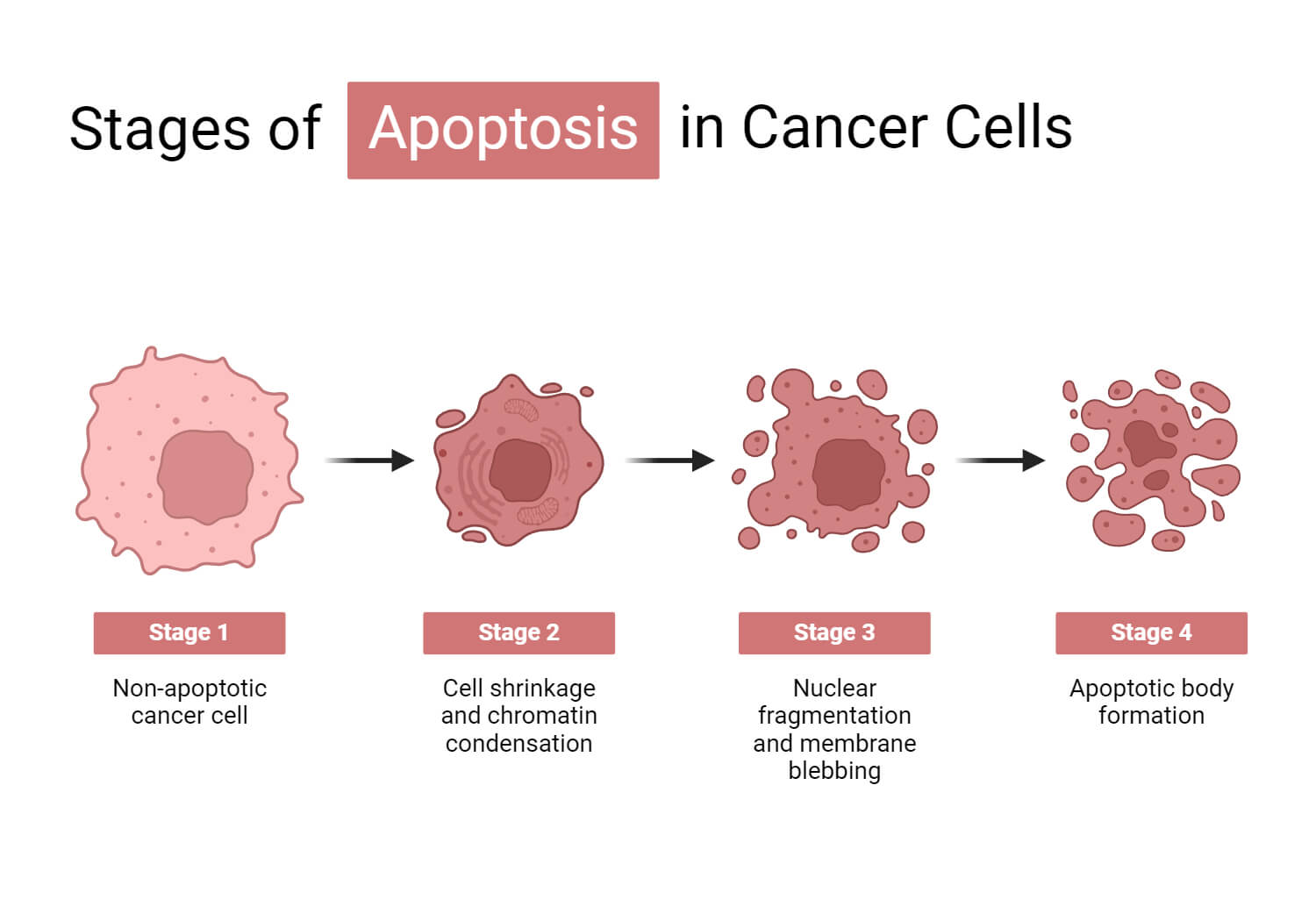 Stage of Apoptosis in Cancer Cells