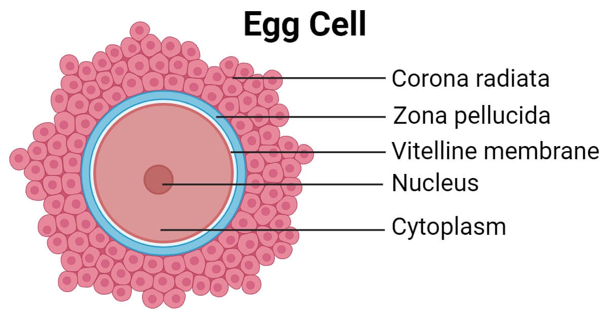 Structure of Egg Cell