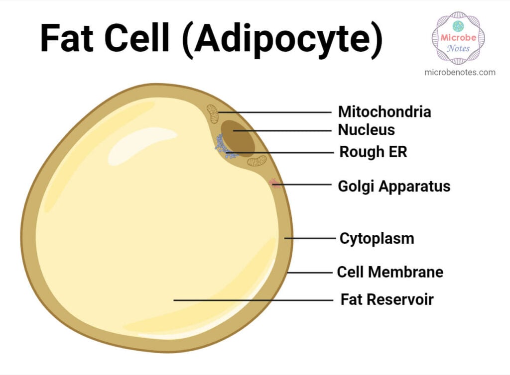 Do Fat Cells Fill With Water Fat Cells: Definition, Types, Structure, Functions, Diseases