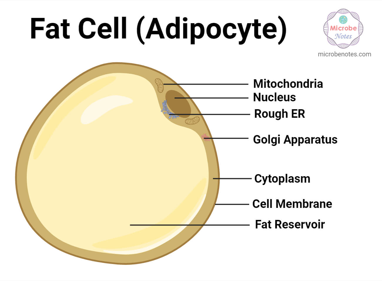 Structure of Fat Cell (Adipocyte)
