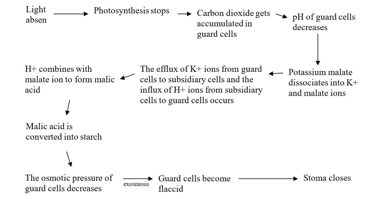 Active Potassium Ion Transport Theory in Night Time