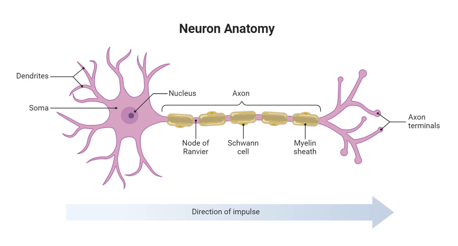 Anatomy and Structure of Nerve Cells