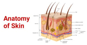 Anatomy and Structure of Skin