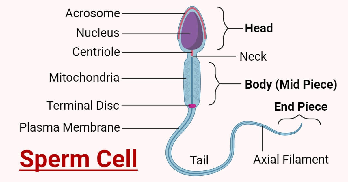 Anatomy and Structure of Sperm Cell