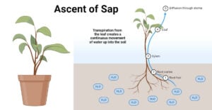 Ascent of Sap