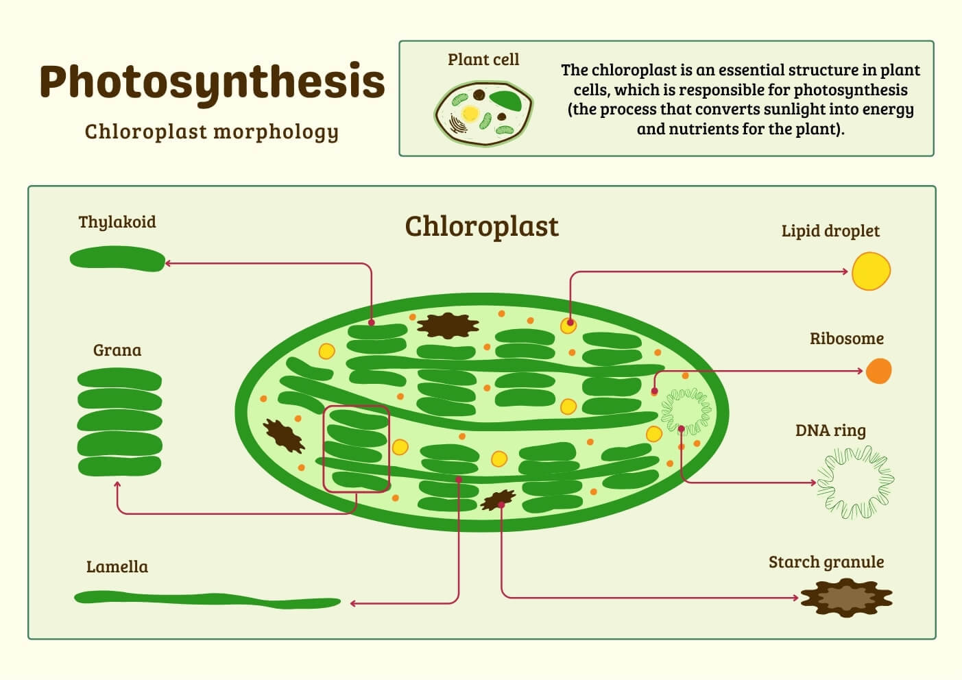 Chloroplast morphology