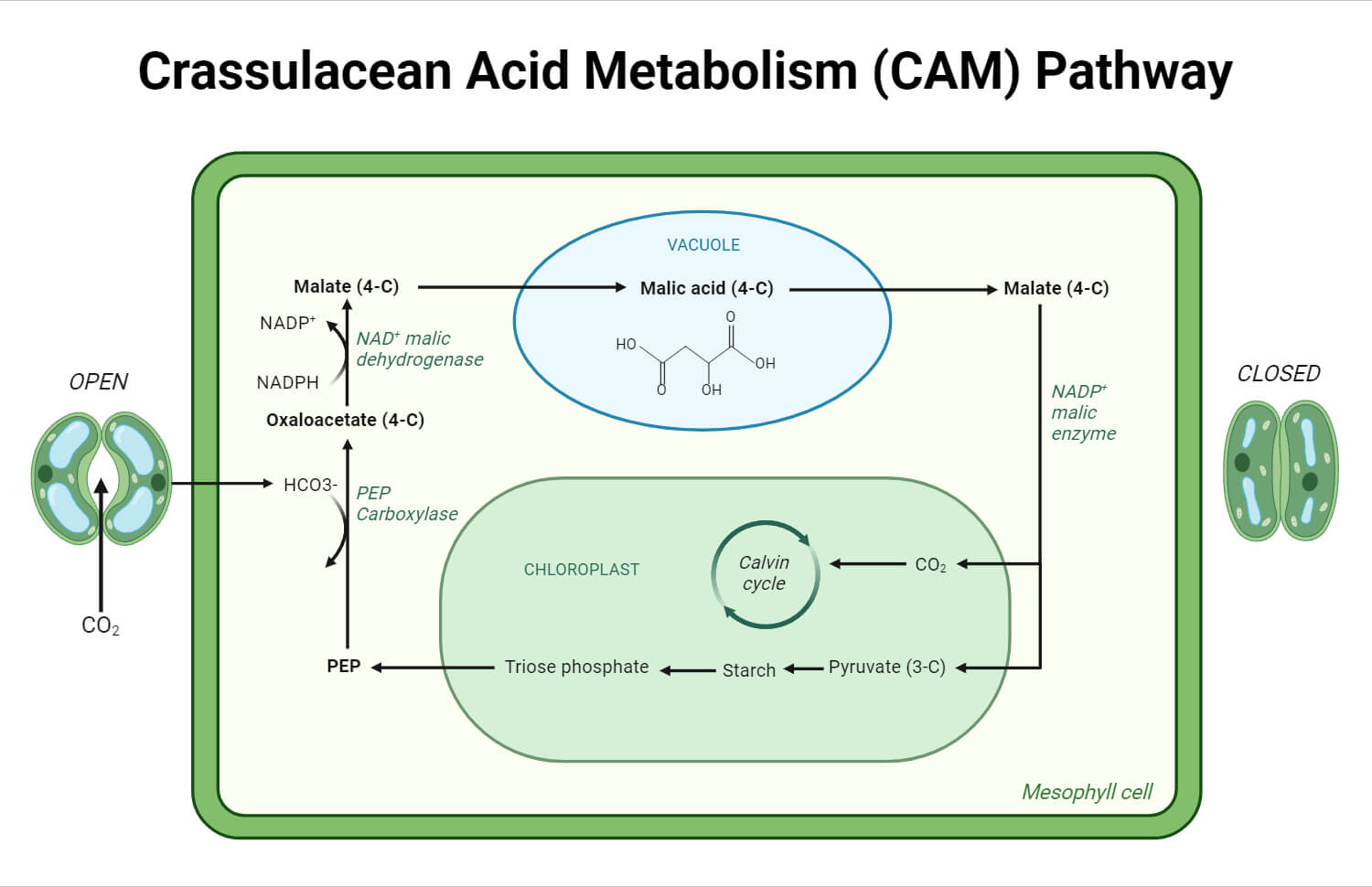 Crassulacean Acid Metabolism (CAM) pathway