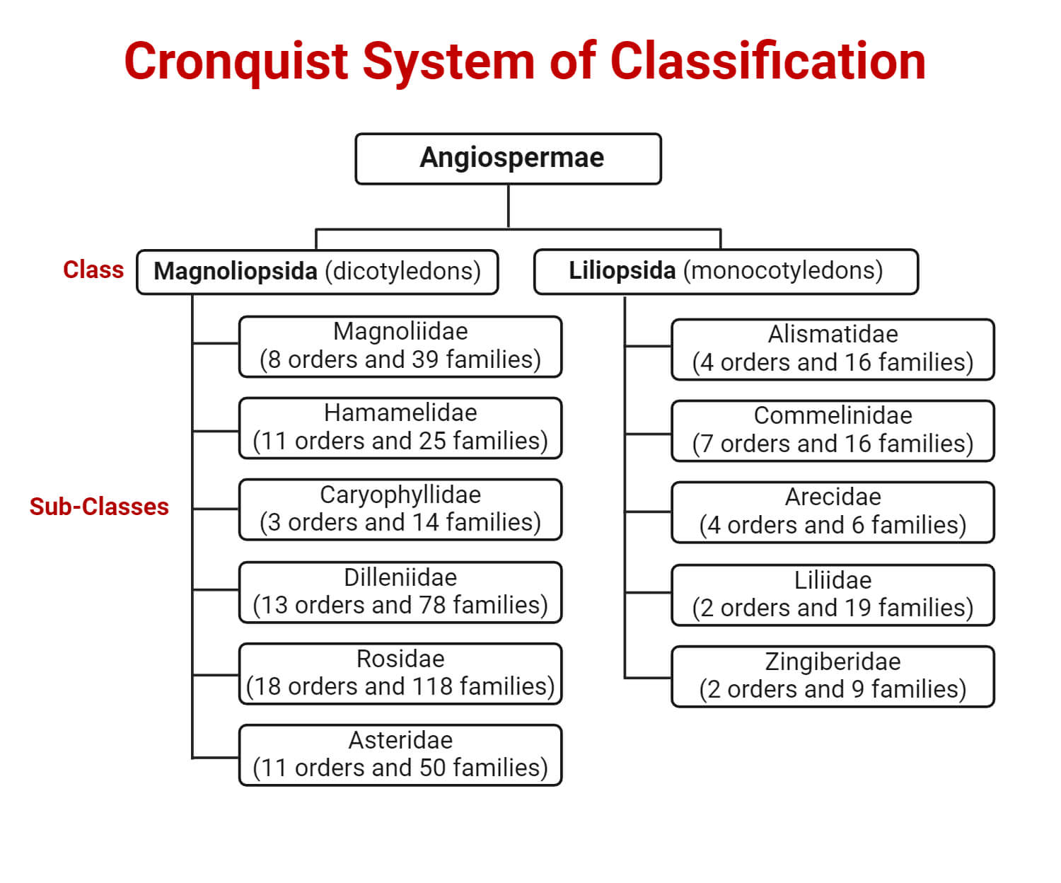 Cronquist System of Classification