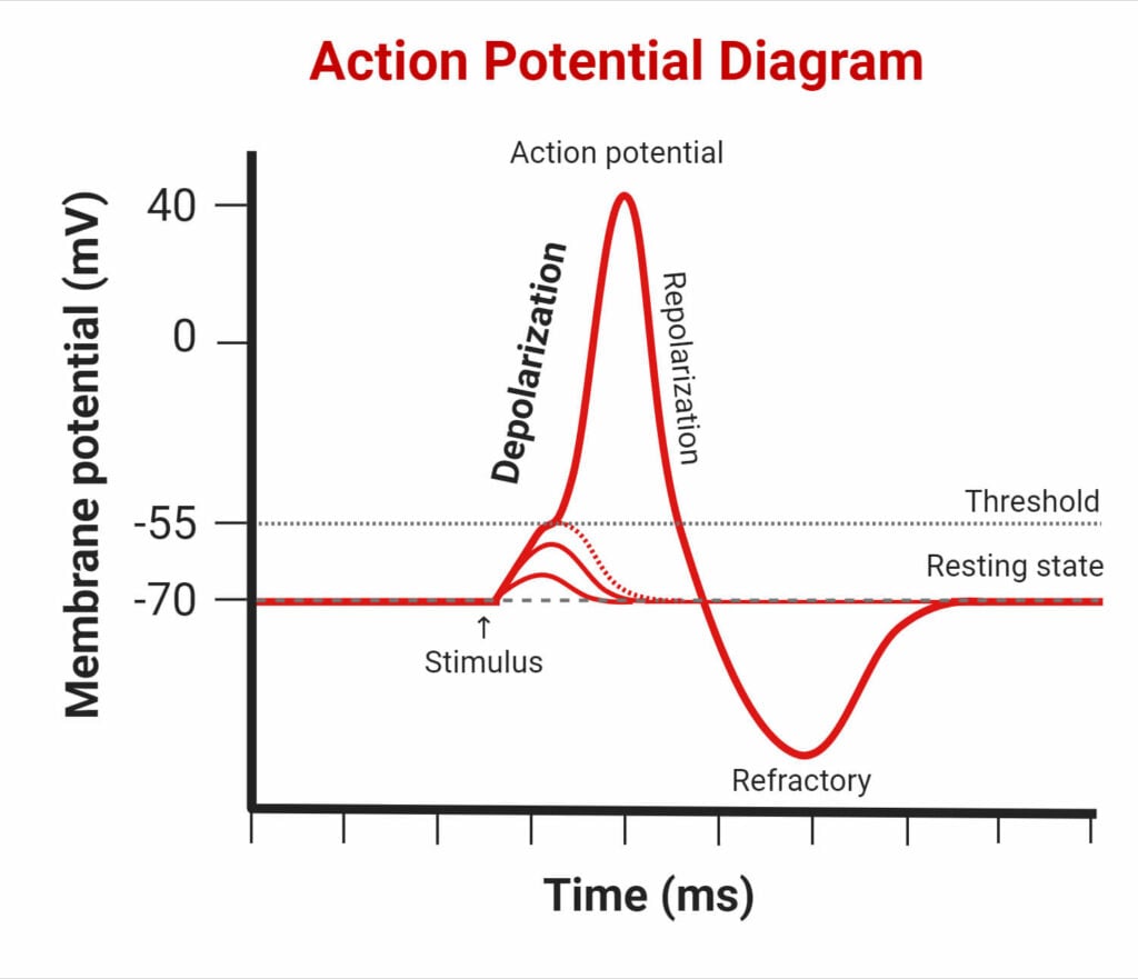 Action-Potential
