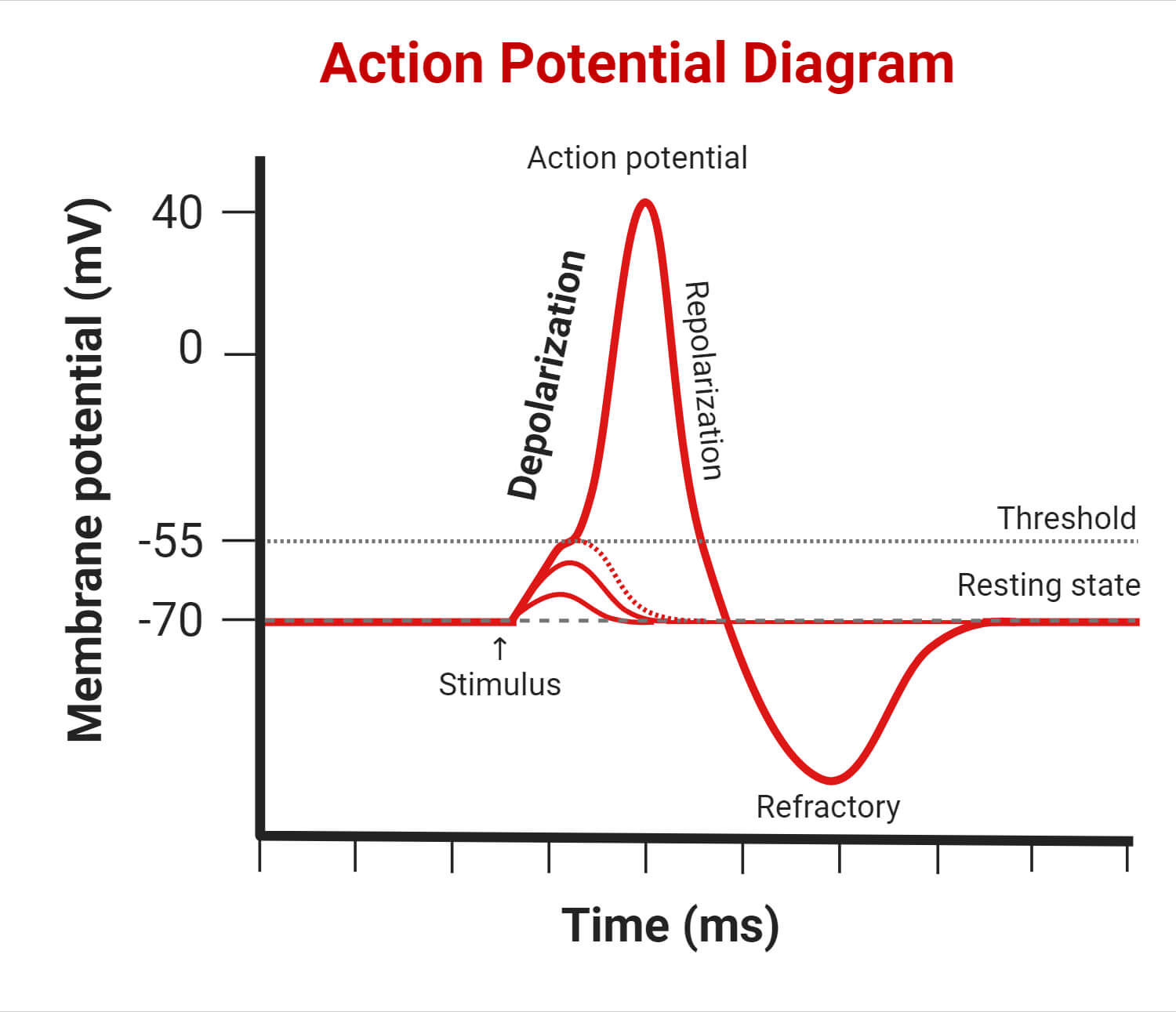 Depolarization and Action Potential