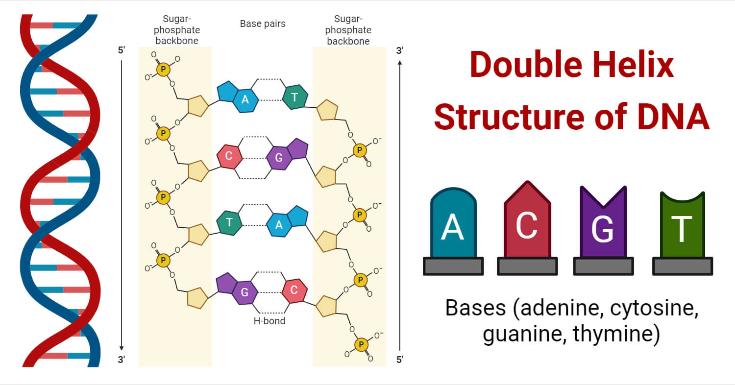 Parts Of Dna Structure
