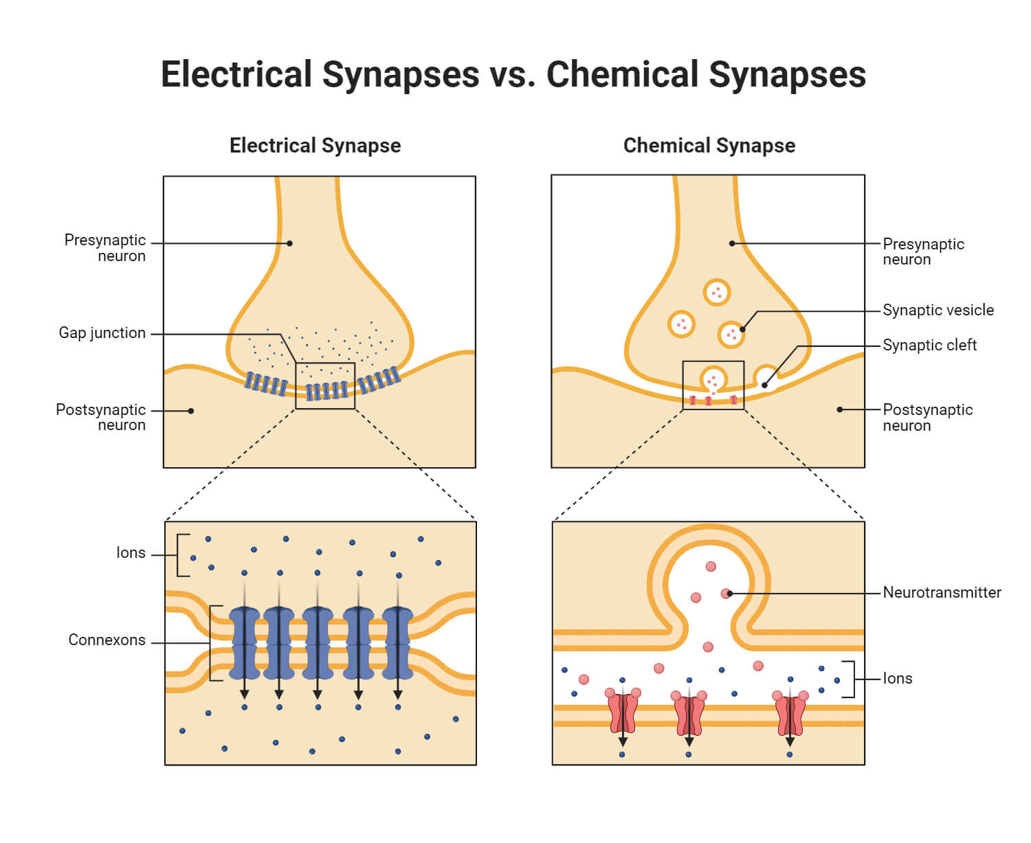 Electrical Synapses vs. Chemical Synapses
