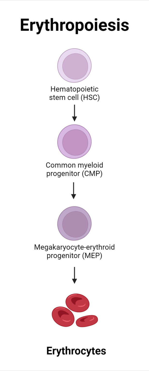 Red Blood Cells (RBCs): Structure, Life Cycle, Functions