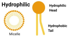 Hydrophilic Molecule