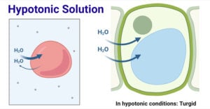 Hypotonic Solution