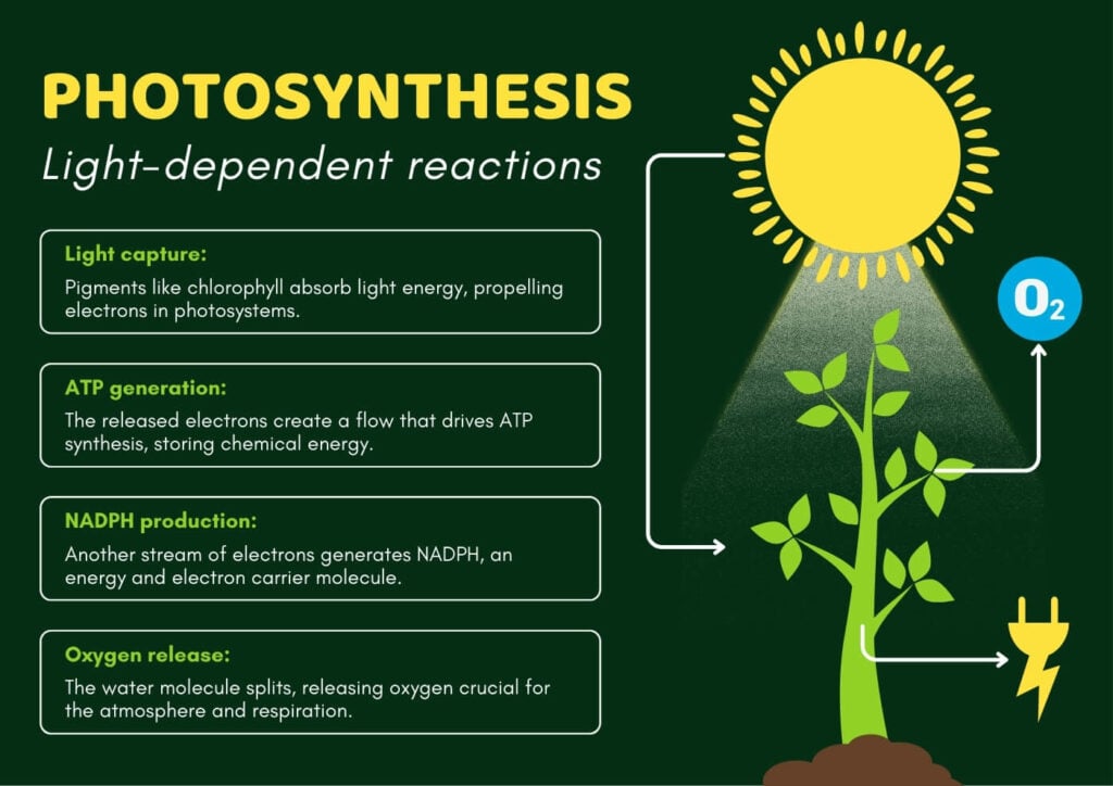 Light Reaction and Dark Reaction of Photosynthesis