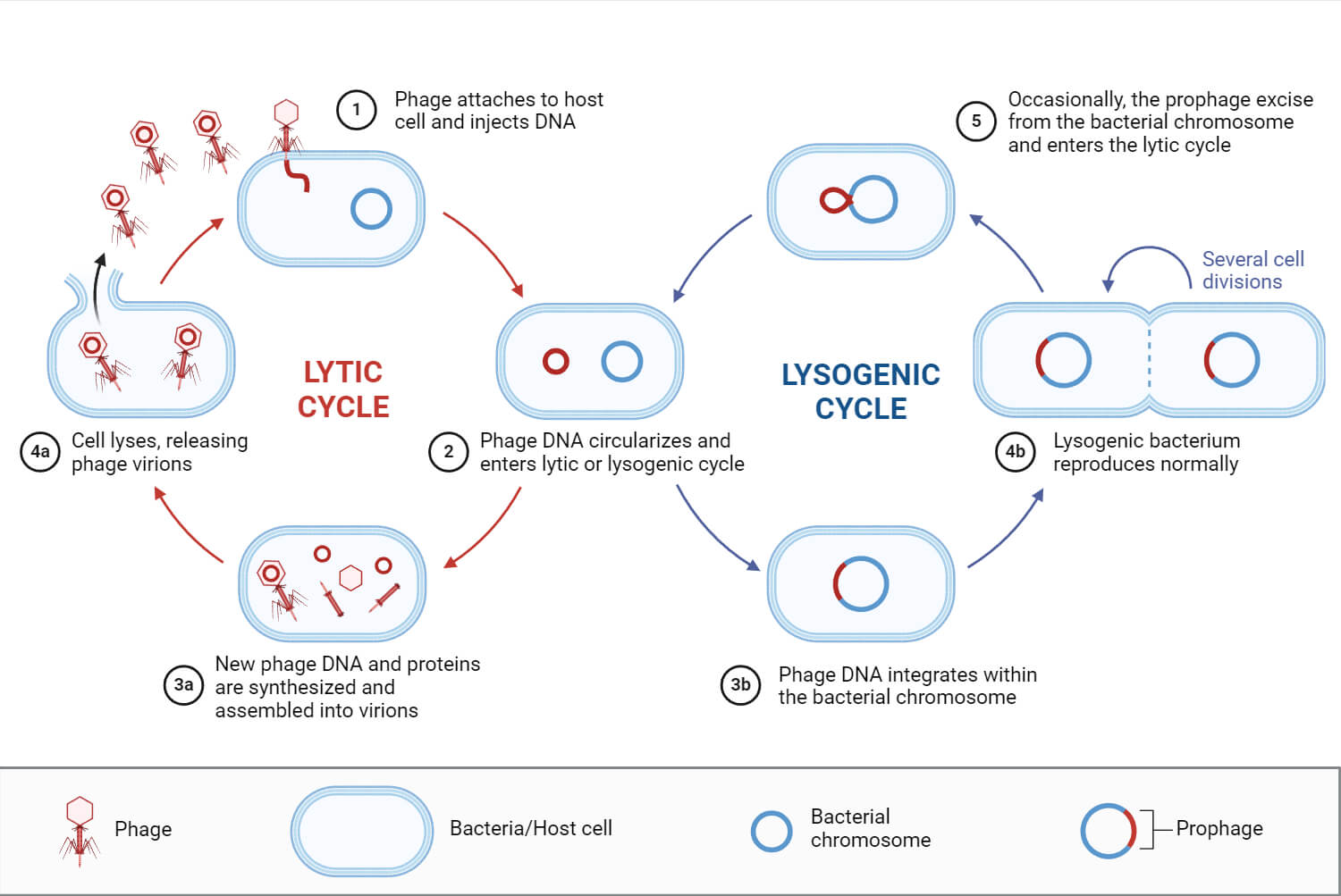 Lytic and Lysogenic Cycle