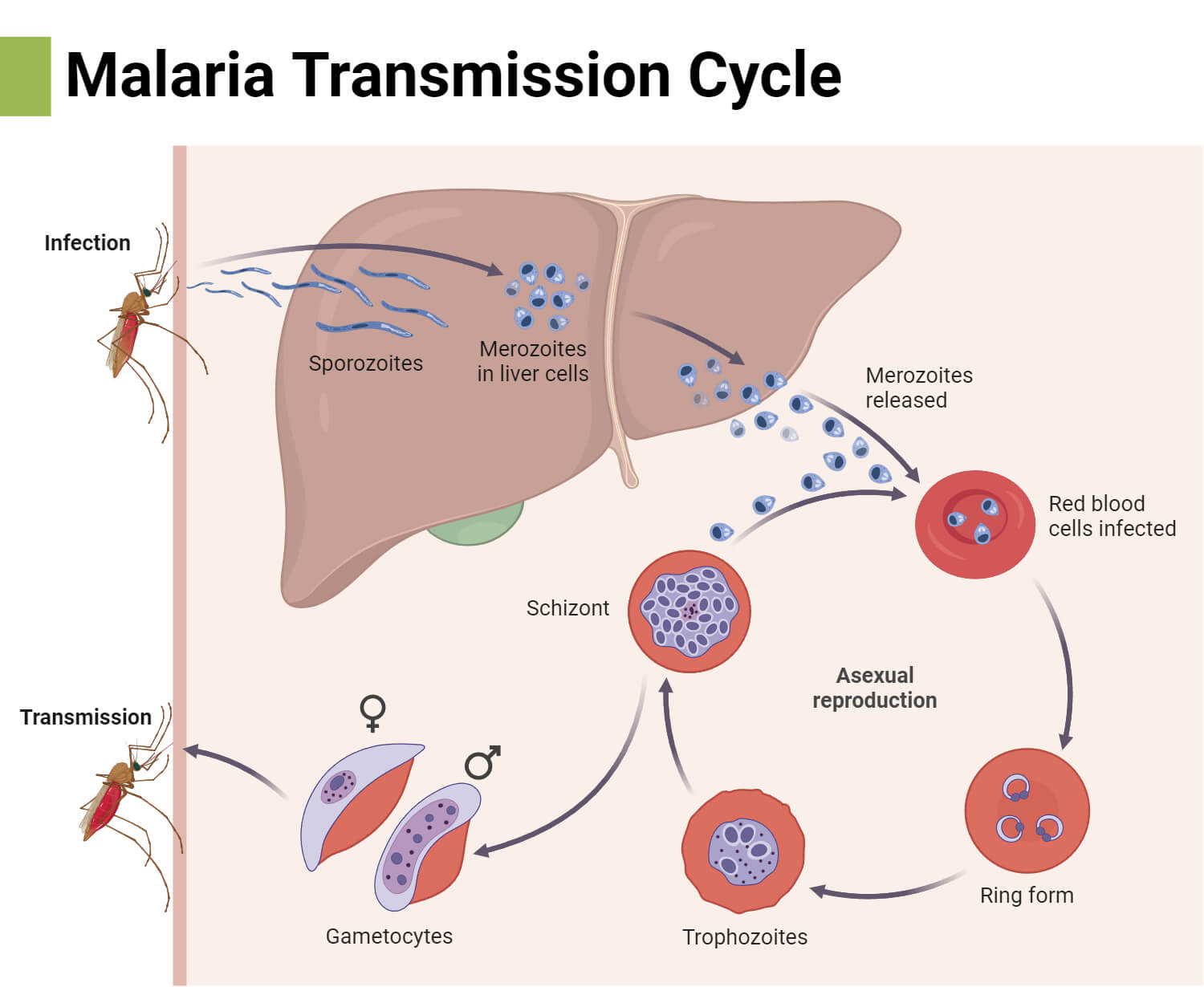 Malaria Transmission Cycle
