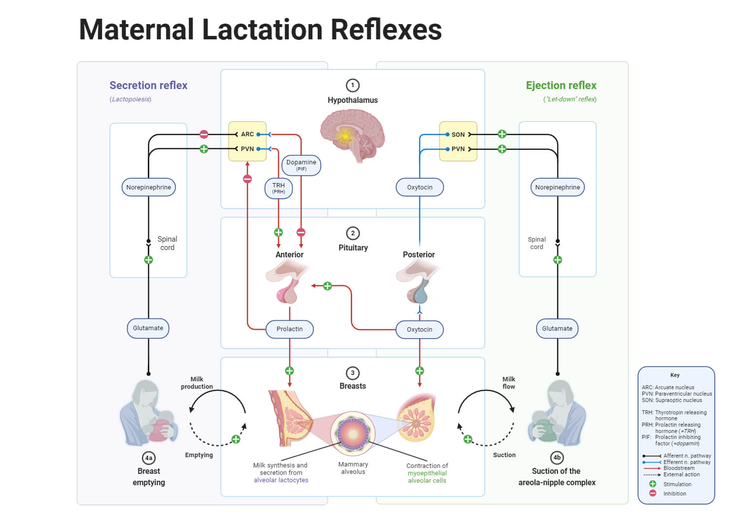 Maternal Lactation Reflexes
