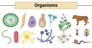 Organisms and their Classification
