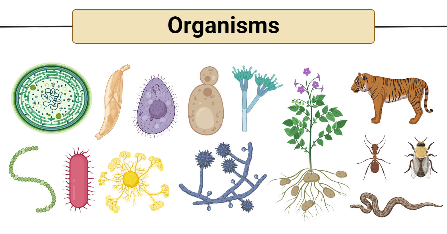 Organisms and their Classification