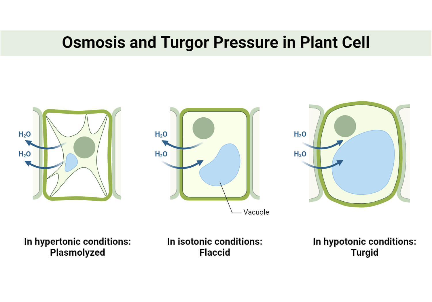 Osmosis and Turgor Pressure in Plant Cells