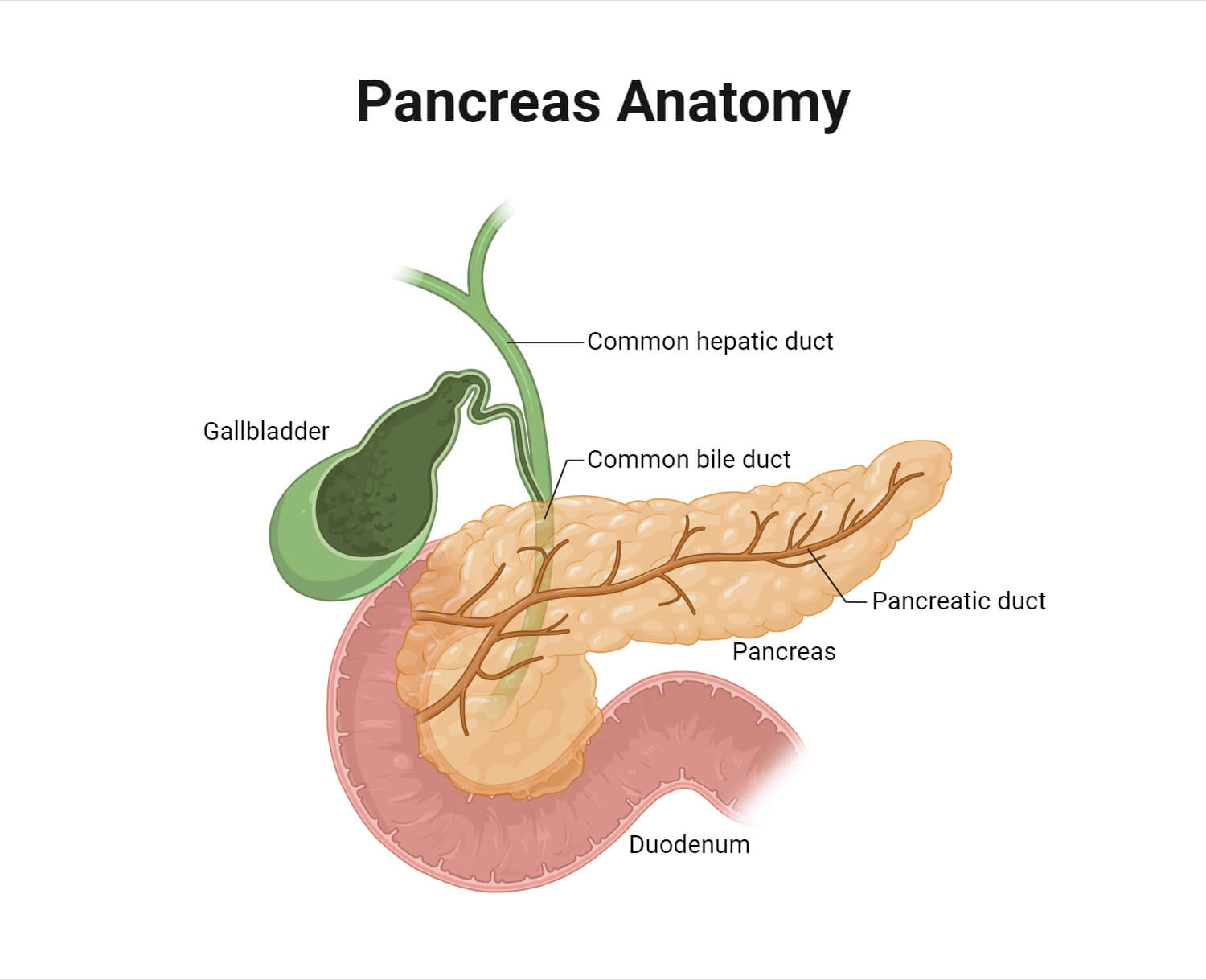 Pancreas Anatomy 